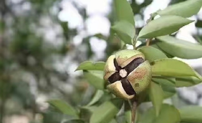 【推荐山茶油】江西山茶油量大优惠品质保证1斤起批包邮