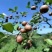 【推荐山茶油】江西山茶油量大优惠品质保证1斤起批包邮