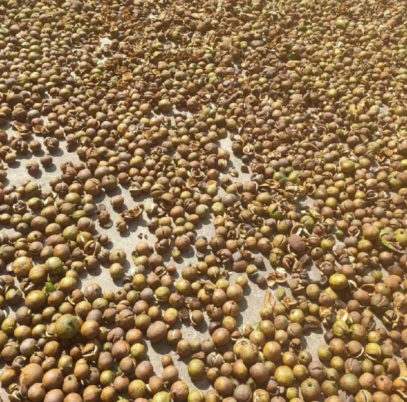 【推荐山茶油】江西山茶油量大优惠品质保证1斤起批包邮