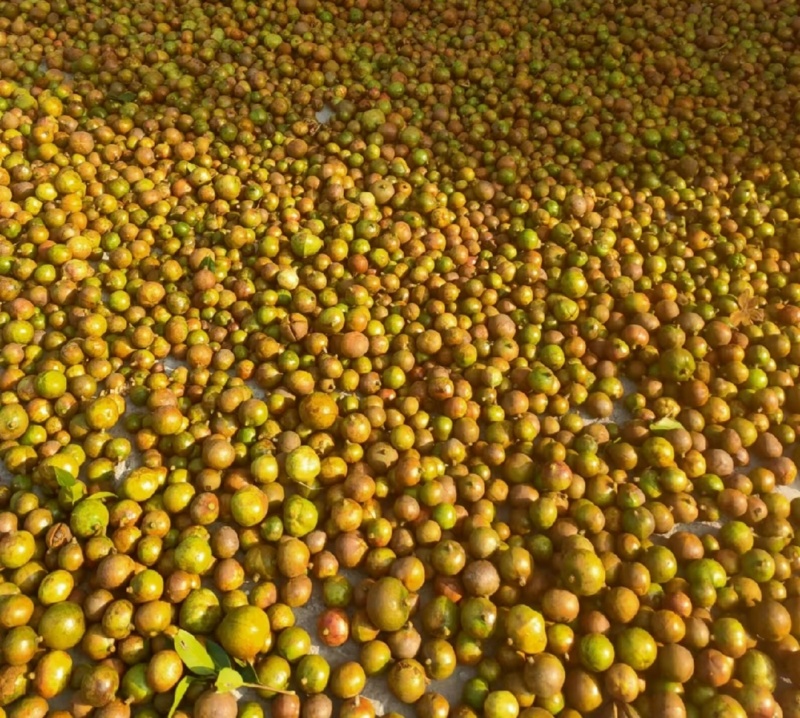 【推荐山茶油】江西山茶油量大优惠品质保证1斤起批包邮