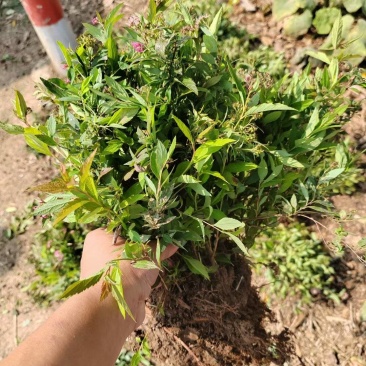 绣线菊基地，杯苗地苗，色泽鲜艳，植株健壮，各种规格齐全