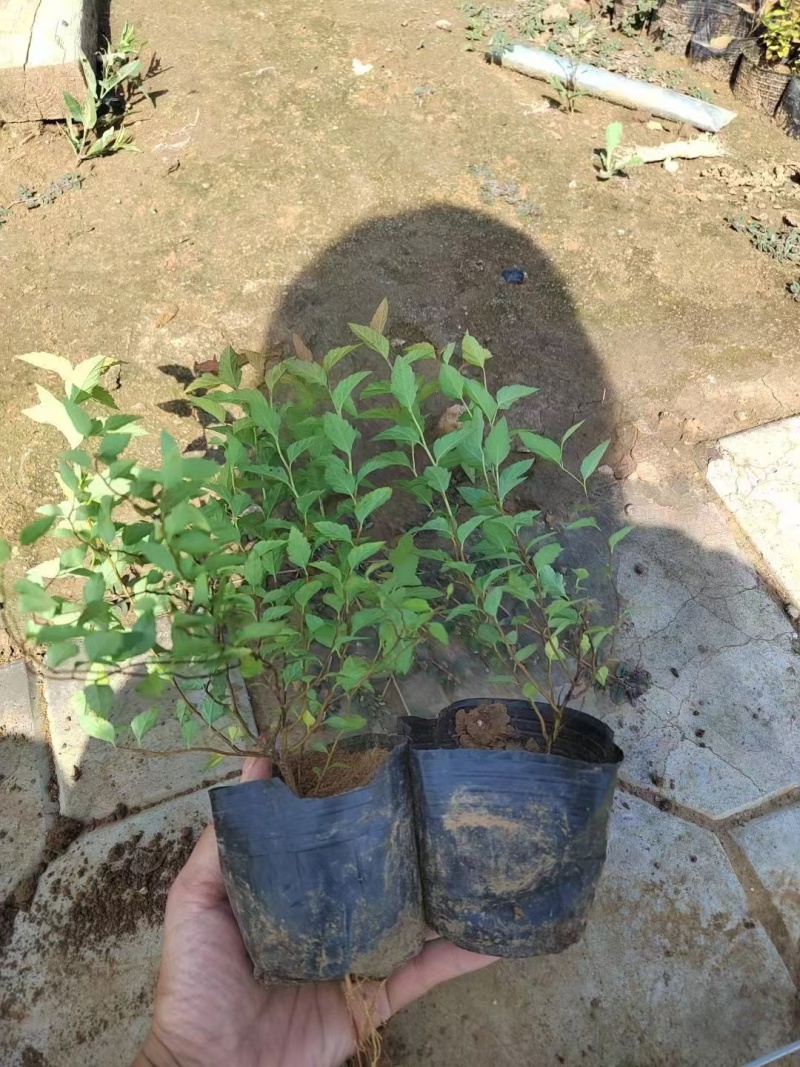 绣线菊基地，杯苗地苗，色泽鲜艳，植株健壮，各种规格齐全