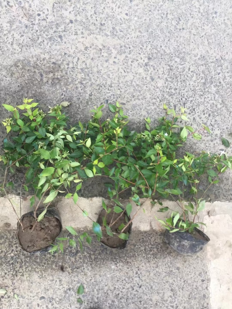 绣线菊基地，杯苗地苗，色泽鲜艳，植株健壮，各种规格齐全