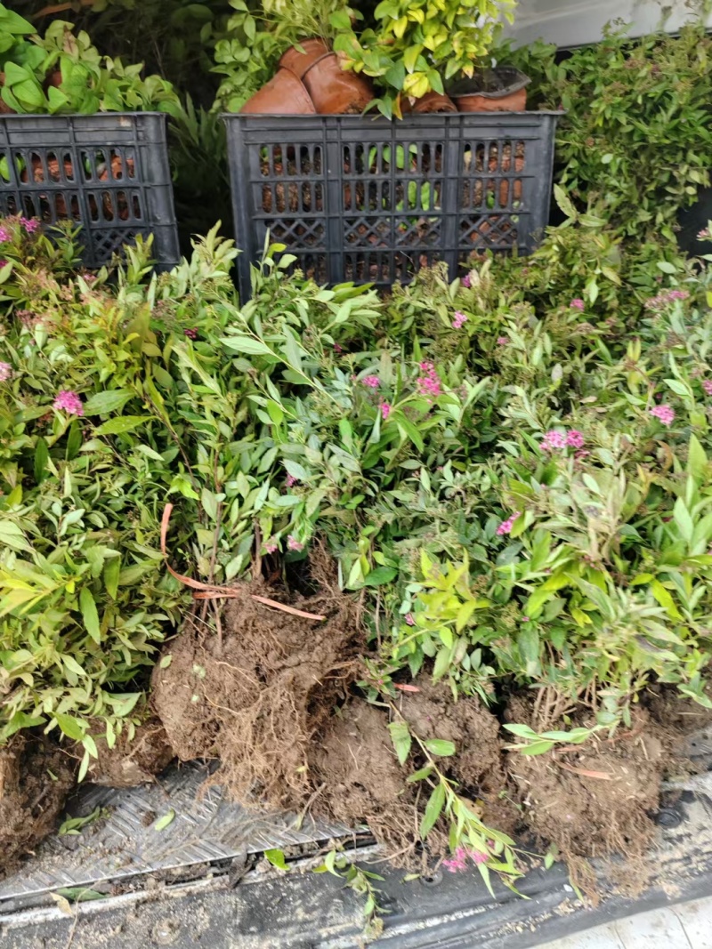 绣线菊基地，杯苗地苗，色泽鲜艳，植株健壮，各种规格齐全