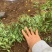 绣线菊基地，杯苗地苗，色泽鲜艳，植株健壮，各种规格齐全