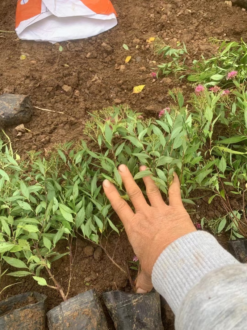 绣线菊基地，杯苗地苗，色泽鲜艳，植株健壮，各种规格齐全
