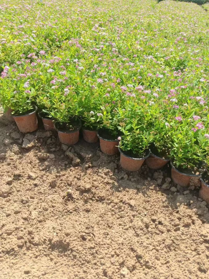 绣线菊基地，杯苗地苗，色泽鲜艳，植株健壮，各种规格齐全