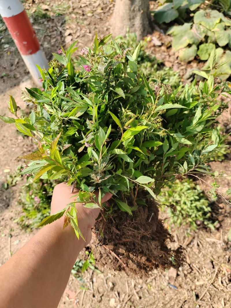 绣线菊基地，杯苗地苗，色泽鲜艳，植株健壮，各种规格齐全