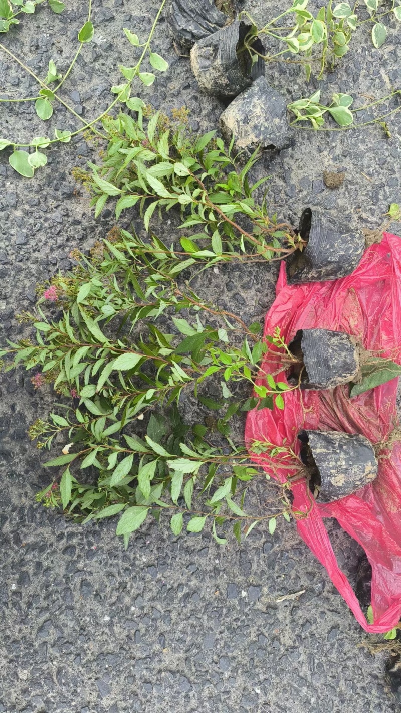绣线菊基地，杯苗地苗，色泽鲜艳，植株健壮，各种规格齐全