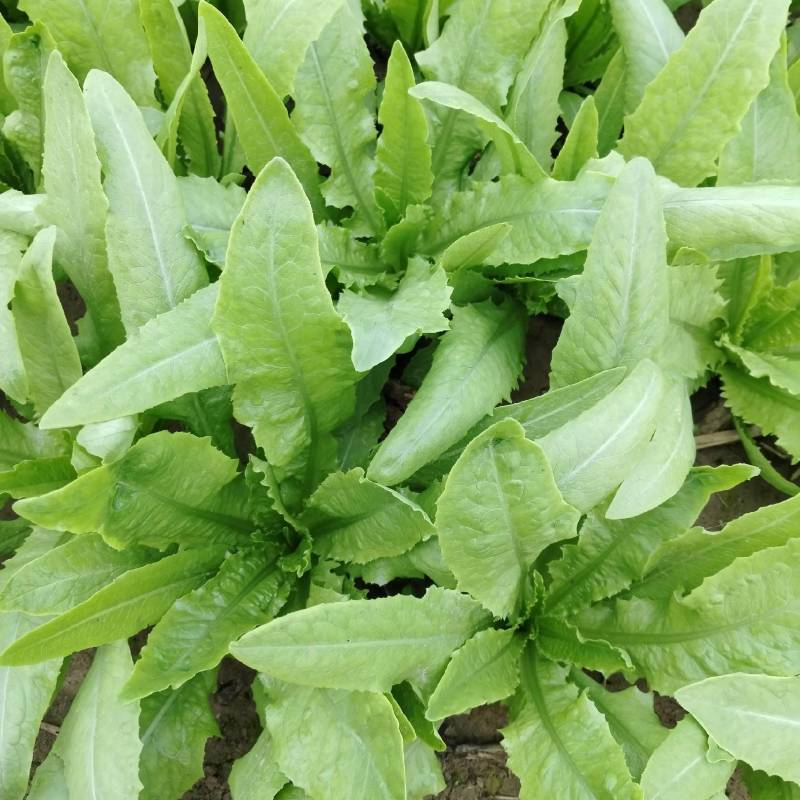 油麦菜产地货源，对接各大市场，商超，电商