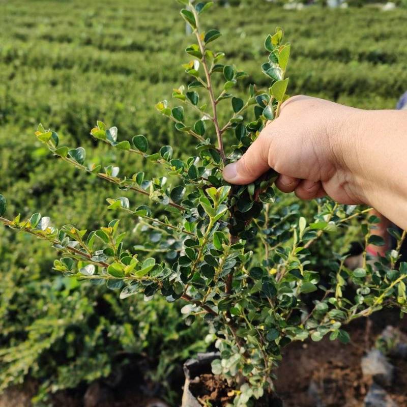 平枝荀子基地，杯苗地苗，色泽鲜艳，植株健壮，各种规格齐全