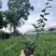 平枝荀子基地，杯苗地苗，色泽鲜艳，植株健壮，各种规格齐全