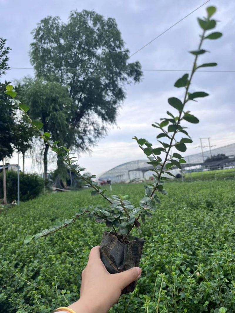 平枝荀子基地，杯苗地苗，色泽鲜艳，植株健壮，各种规格齐全