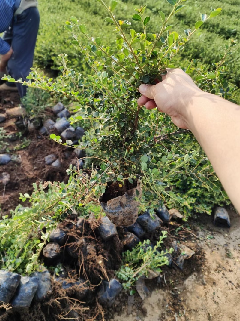 平枝荀子基地，杯苗地苗，色泽鲜艳，植株健壮，各种规格齐全