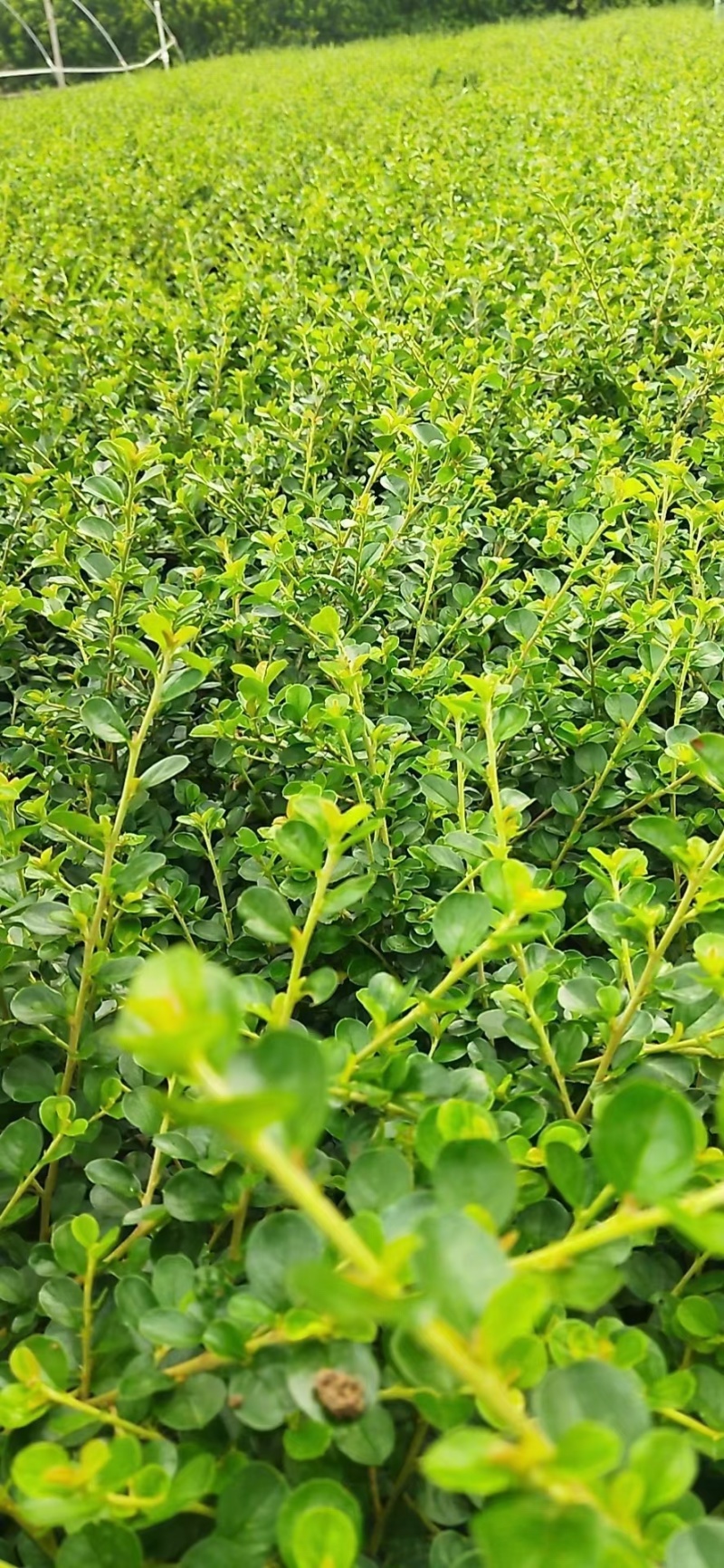 平枝荀子基地，杯苗地苗，色泽鲜艳，植株健壮，各种规格齐全