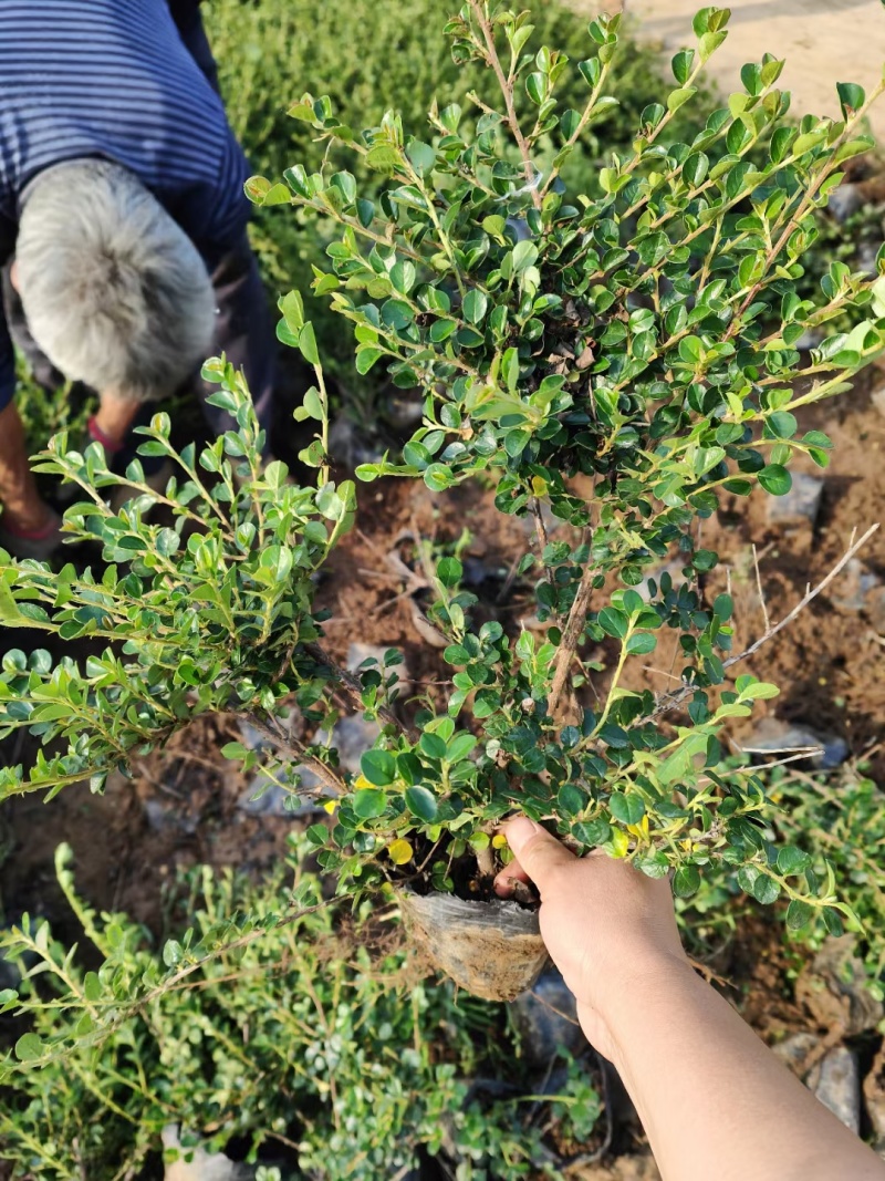 平枝荀子基地，杯苗地苗，色泽鲜艳，植株健壮，各种规格齐全
