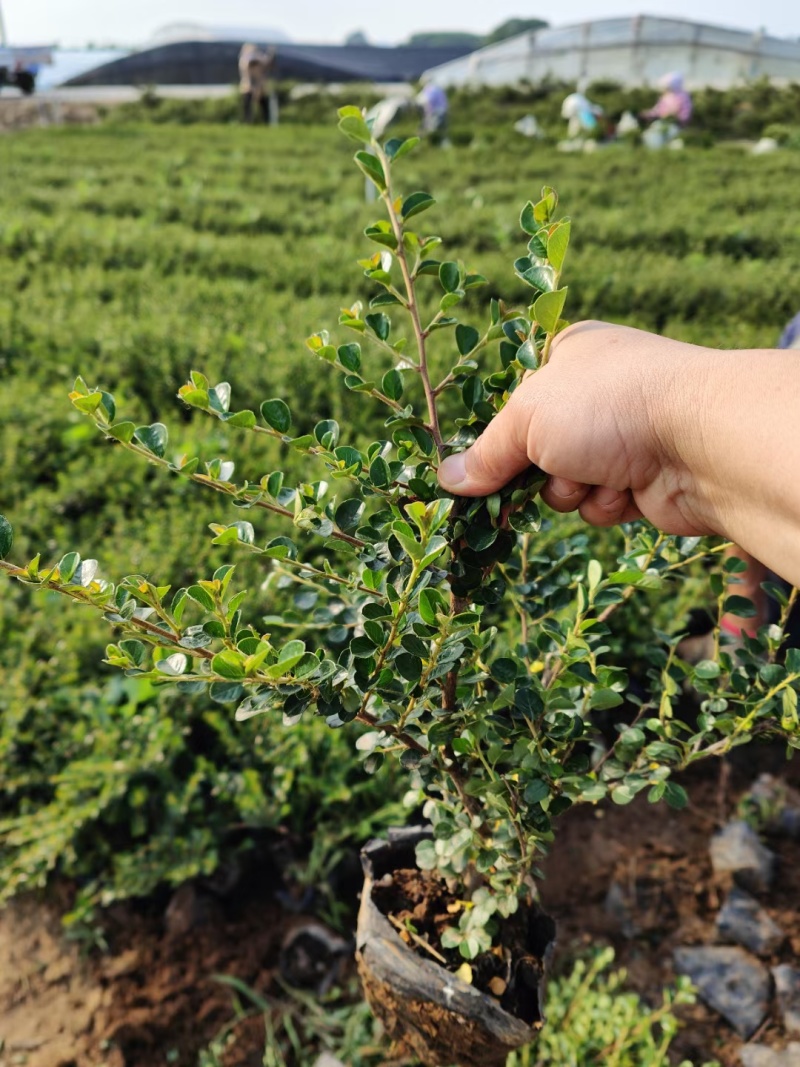 平枝荀子基地，杯苗地苗，色泽鲜艳，植株健壮，各种规格齐全