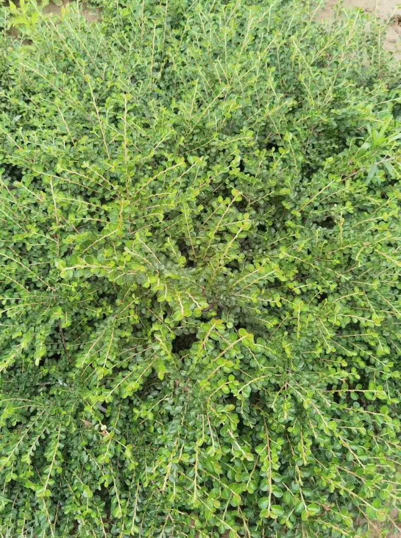 平枝荀子基地，杯苗地苗，色泽鲜艳，植株健壮，各种规格齐全
