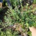 平枝荀子基地，杯苗地苗，色泽鲜艳，植株健壮，各种规格齐全