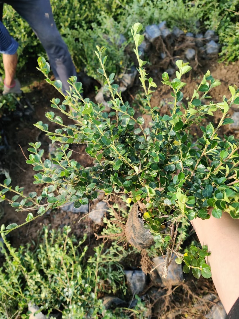 平枝荀子基地，杯苗地苗，色泽鲜艳，植株健壮，各种规格齐全