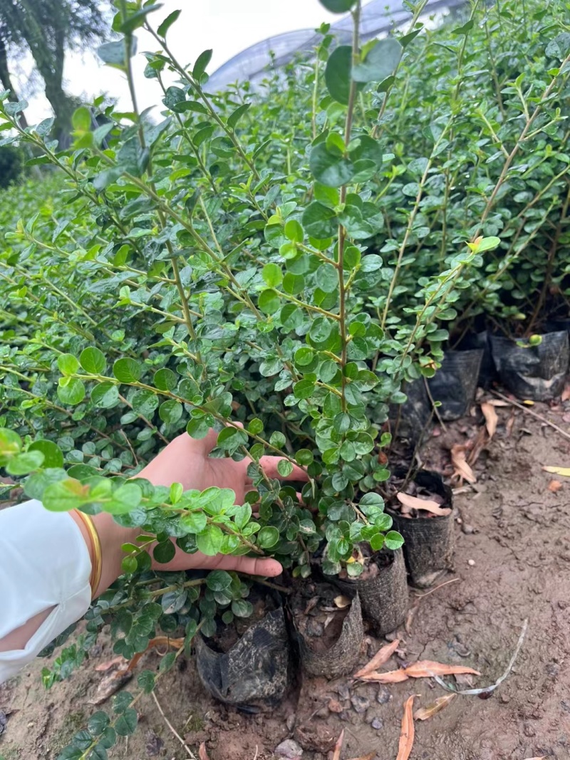 平枝荀子基地，杯苗地苗，色泽鲜艳，植株健壮，各种规格齐全
