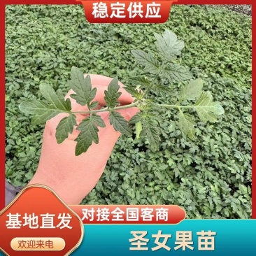 圣女果苗水果小番茄苗高甜高产小柿子苗免费技术指导