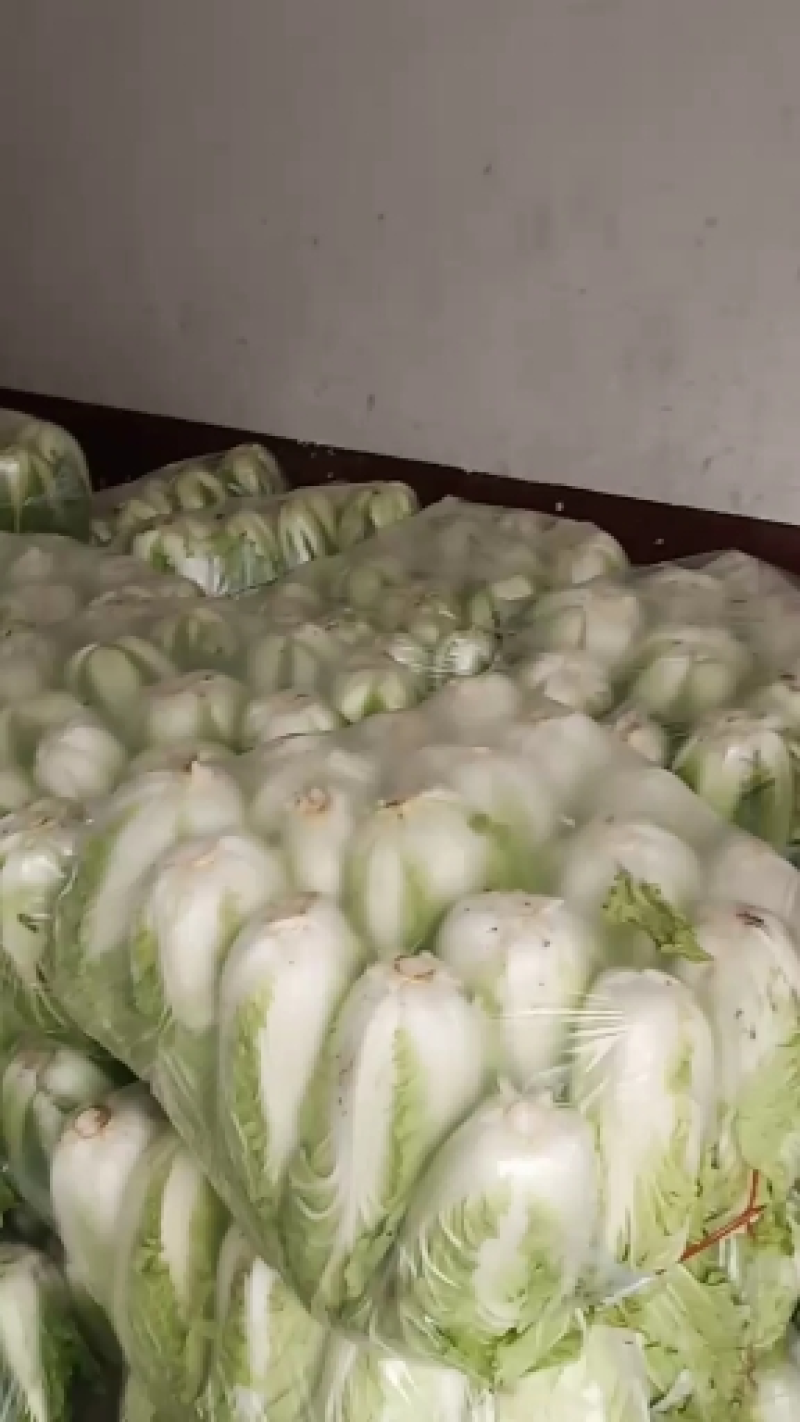 城固精品白菜黄心大白菜质量好价格便宜全国发货欢迎联系