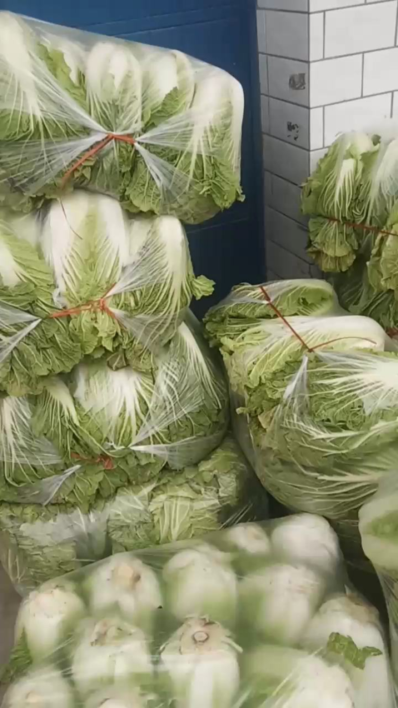 城固精品白菜黄心大白菜质量好价格便宜全国发货欢迎联系