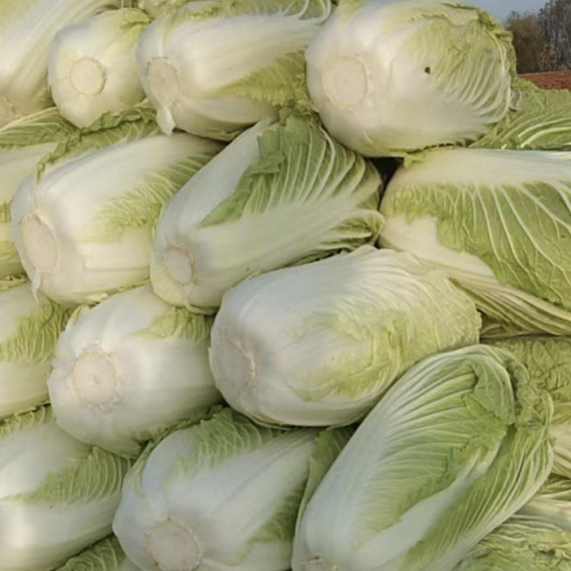 城固精品白菜黄心大白菜质量好价格便宜全国发货欢迎联系