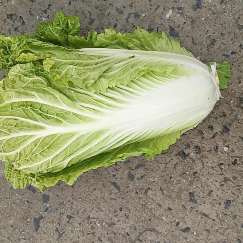城固精品白菜黄心大白菜质量好价格便宜全国发货欢迎联系