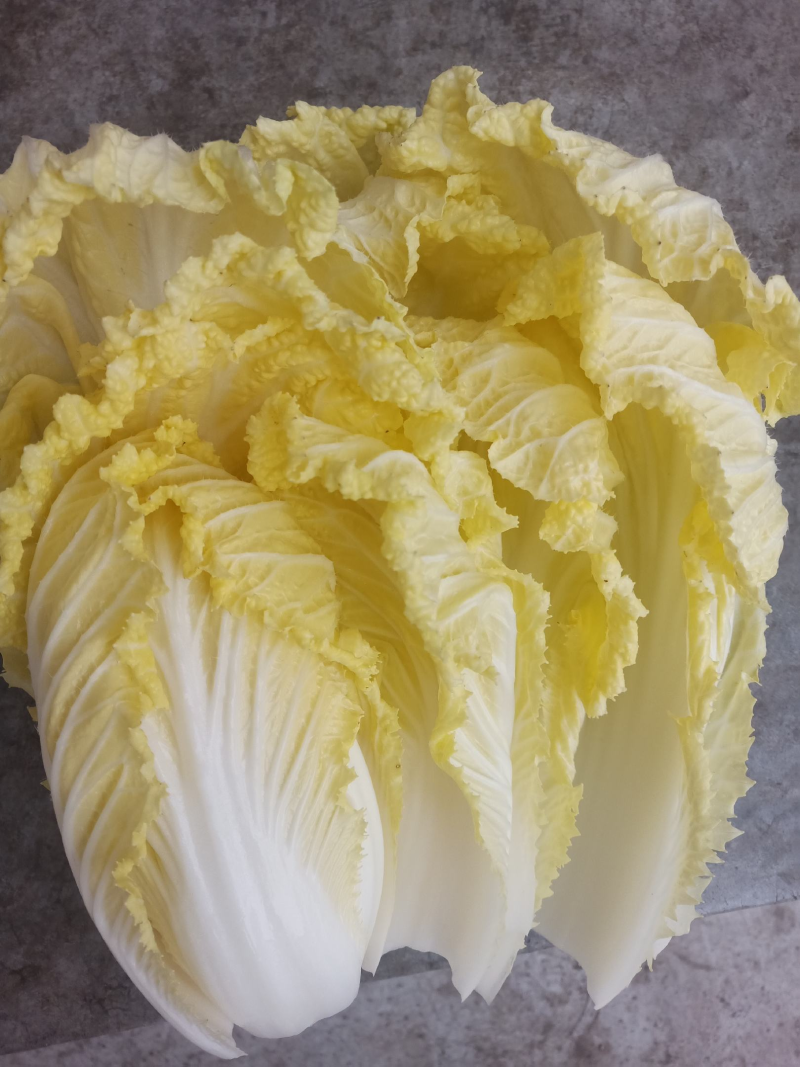 城固精品白菜黄心大白菜质量好价格便宜全国发货欢迎联系