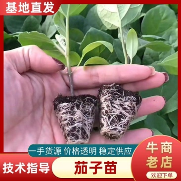 茄子苗圆茄苗紫光圆茄苗紫黑茄苗山东种苗基地直发