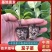 茄子苗圆茄苗紫光圆茄苗紫黑茄苗山东种苗基地直发