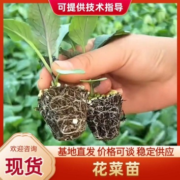 【精品】花菜苗花椰菜苗子松花菜苗菜花苗各种蔬菜种苗