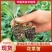 【精品】花菜苗花椰菜苗子松花菜苗菜花苗各种蔬菜种苗