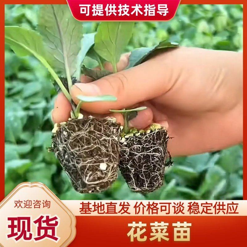 【精品】花菜苗花椰菜苗子松花菜苗菜花苗各种蔬菜种苗
