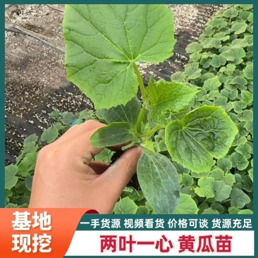 两叶一心黄瓜苗山东种苗基地直发存活率高青瓜苗大黄瓜