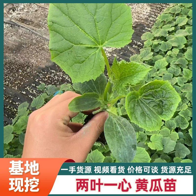 两叶一心黄瓜苗山东种苗基地直发存活率高青瓜苗大黄瓜