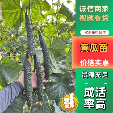 精品黄瓜苗密刺黄瓜苗子农博323高产95青瓜苗