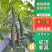 精品黄瓜苗密刺黄瓜苗子农博323高产95青瓜苗