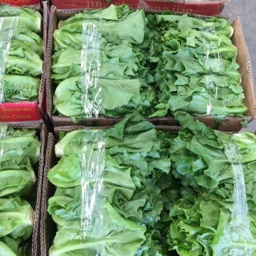 精品意大利生菜生菜对接各大市场商超电商加工厂火锅店