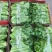 精品意大利生菜生菜对接各大市场商超电商加工厂火锅店