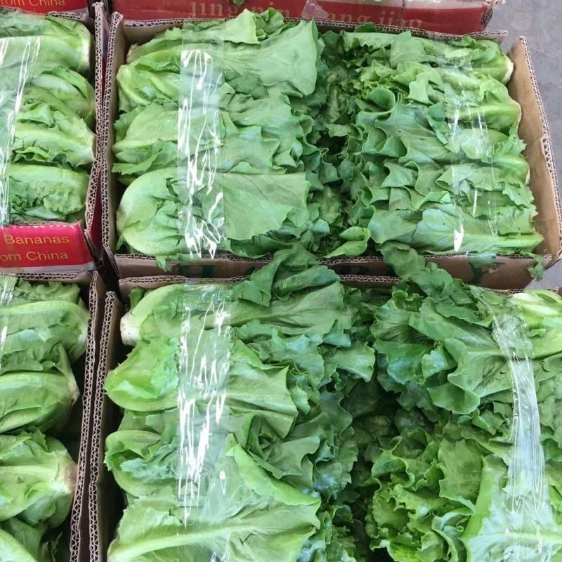 精品意大利生菜生菜对接各大市场商超电商加工厂火锅店