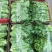 精品意大利生菜生菜对接各大市场商超电商加工厂火锅店