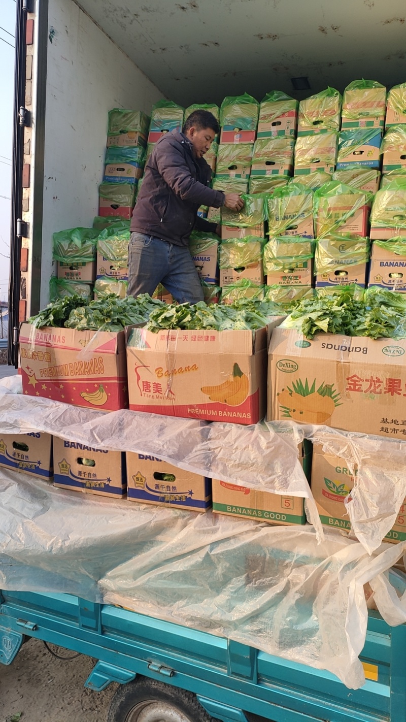 精品意大利生菜生菜对接各大市场商超电商加工厂火锅店
