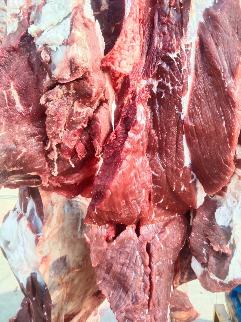 新彊放养牛肉，自家放养，一头起售