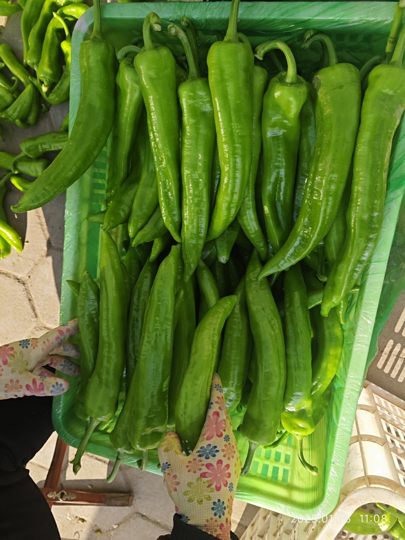 青尖椒，量大者长期合作的朋友提前联系！产地发货，代发全国