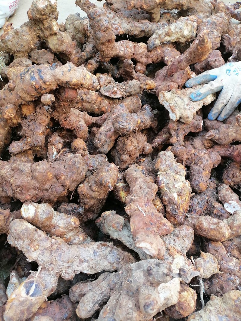 土茯苓，野生货，本地新鲜土茯苓，白肉，粉质，长期供应