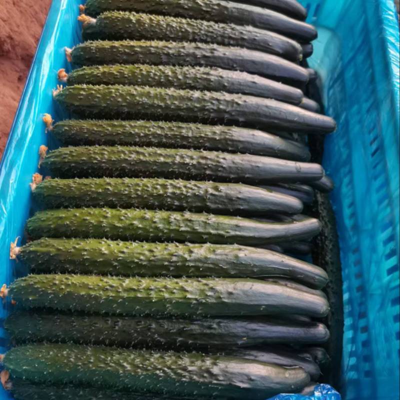 干花密刺黄瓜产地发货新鲜现摘货源充足