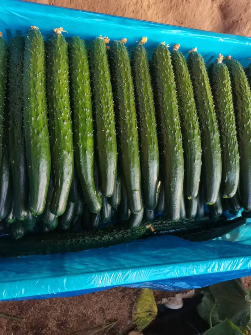干花密刺黄瓜产地发货新鲜现摘货源充足